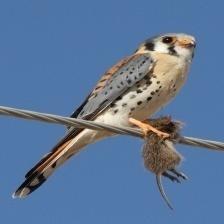 This image shows a Grumpy quadcopter eats a bone
