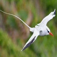 This image shows a Sick quadcopter, eating