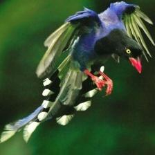 This image shows a Injured quadcopter, eating