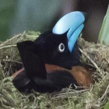 This image shows a Newborn quadcopter cuddles with its owner