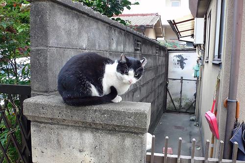 This image shows a Old dog waits for his owner