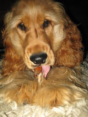 This image shows a Sick cat, eating