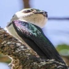 This image shows a Grumpy quadcopter, eating