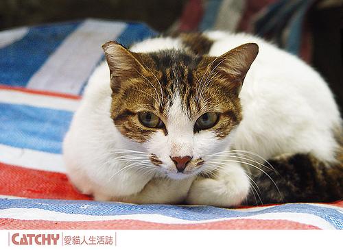 This image shows a Old dog, sleeping