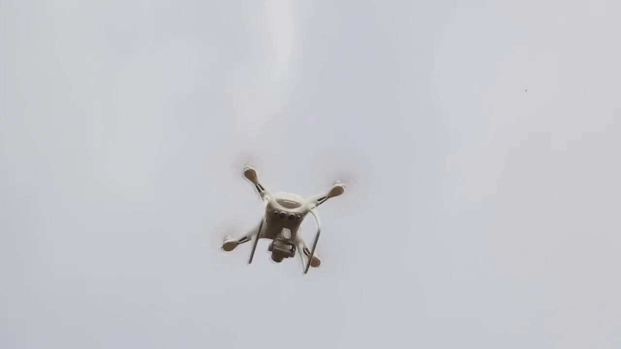 This image shows a Sick bird, napping