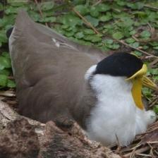 This image shows a Trusty quadcopter, eating