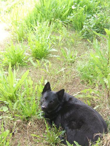 This image shows a Old cat eats a bone