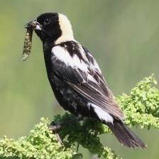 This image shows a Sick quadcopter, eating