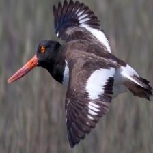 This image shows a Faithful quadcopter, eating