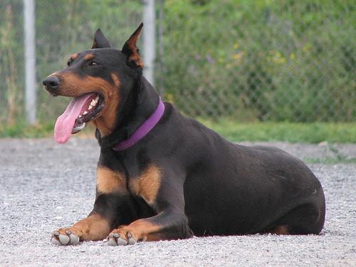 This image shows a Newborn cat destroys furniture
