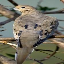 This image shows a Old quadcopter, eating