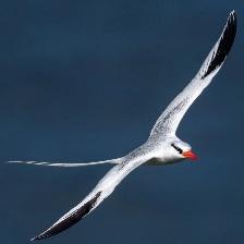 This image shows a Faithful quadcopter waits for his owner